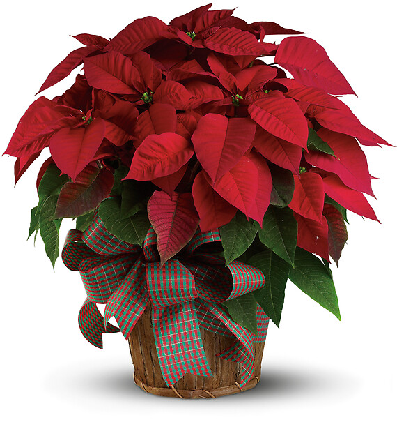 Large Red Poinsettia